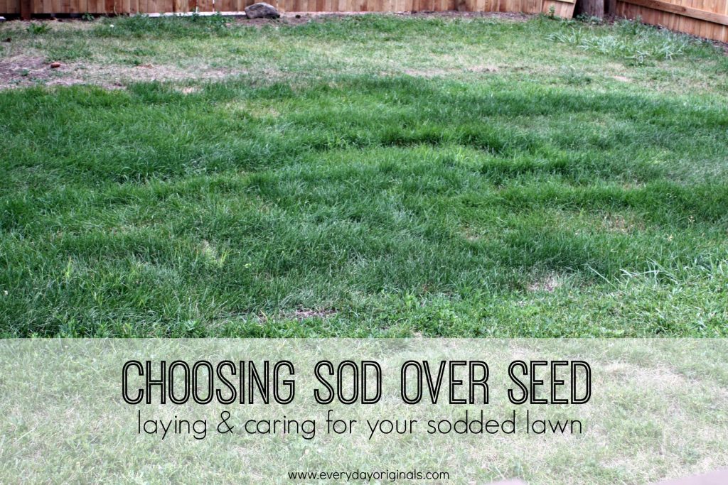 Choosing Sod over Seed laying & caring for your sodded lawn